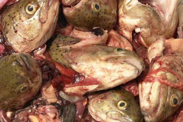 expired-fish-heads
