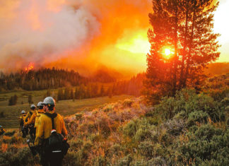 Forest Fire